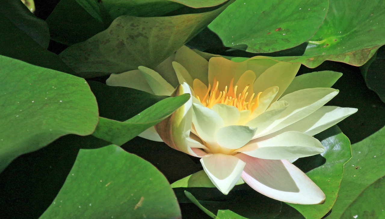 江門瓏湖灣未來繁華啟幕，最新動態(tài)揭示未來發(fā)展新篇章