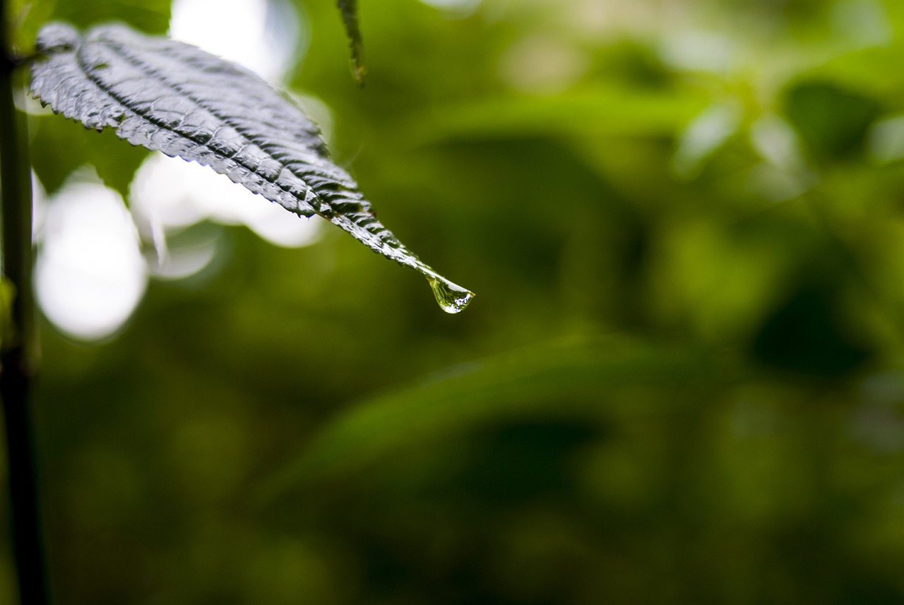 依生生物最新股票動(dòng)態(tài)全面解析，最新消息與全面解讀