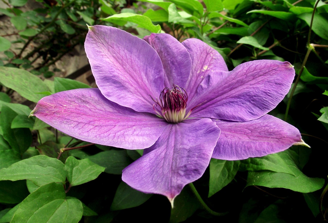 保定朝陽(yáng)花園最新動(dòng)態(tài)揭秘，未來(lái)美好藍(lán)圖展望