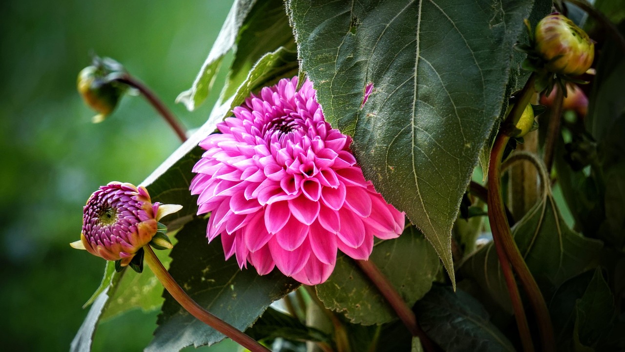 寧鄉(xiāng)黎愛蓮的最新動(dòng)態(tài)，蓮花依舊引領(lǐng)人心