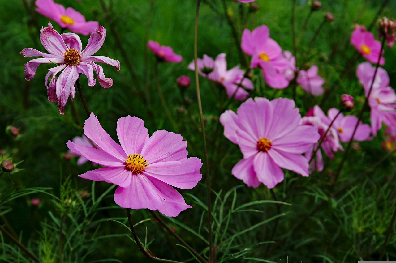 三峽花苑，時(shí)代風(fēng)采與花朵的綻放同步前行
