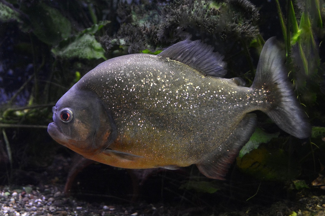 魚魚農(nóng)牧場(chǎng)助手最新版，智能化農(nóng)業(yè)管理的得力助手揭秘