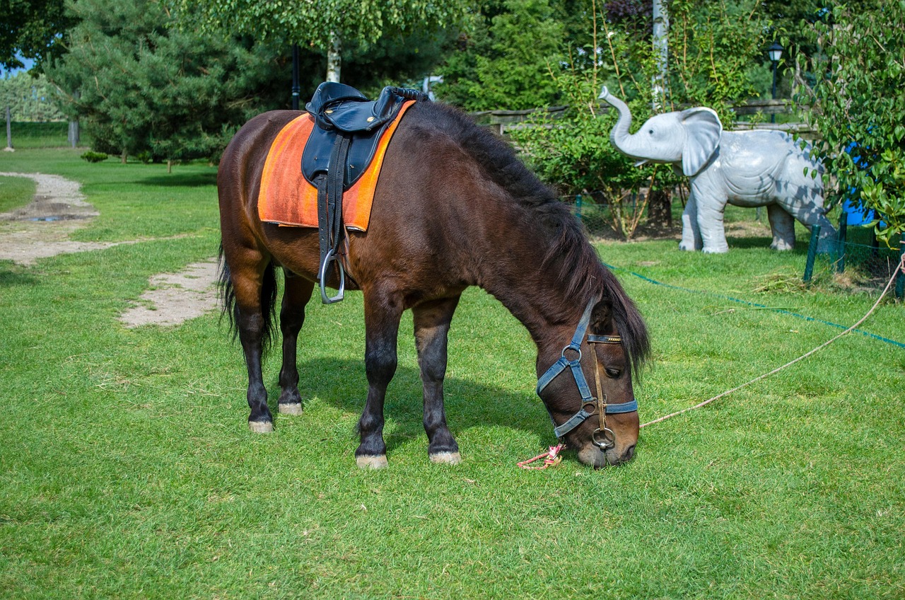 深圳野生動(dòng)物園游玩攻略，最新整理指南